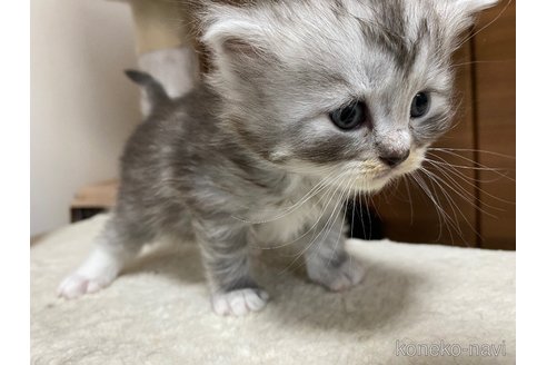 成約済の千葉県のサイベリアン-72553の17枚目